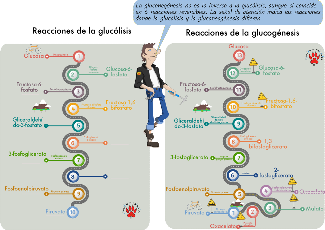 Tema 115 Anabolismo De Los Glúcidos 0014